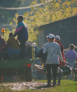 image Vendanges : Gestes barrières et dépistage