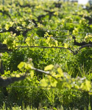 image GRAPEVINE PINOT GRIS VIRUS