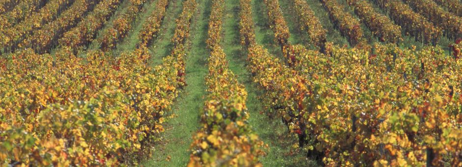 Bulletin de Santé du Végétal 