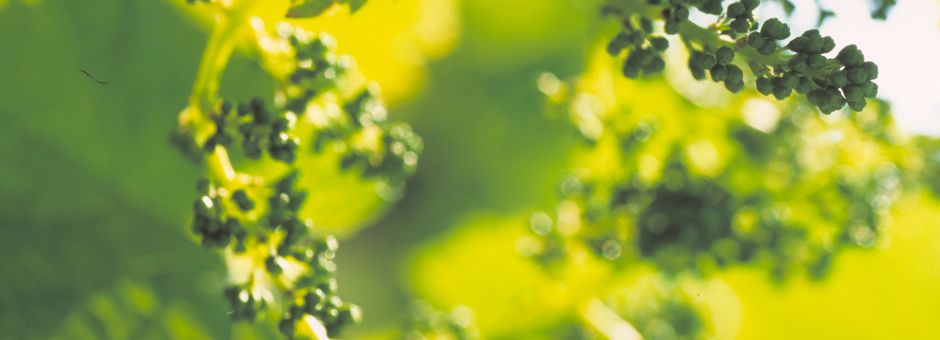 Bulletin de Santé du Végétal n°11