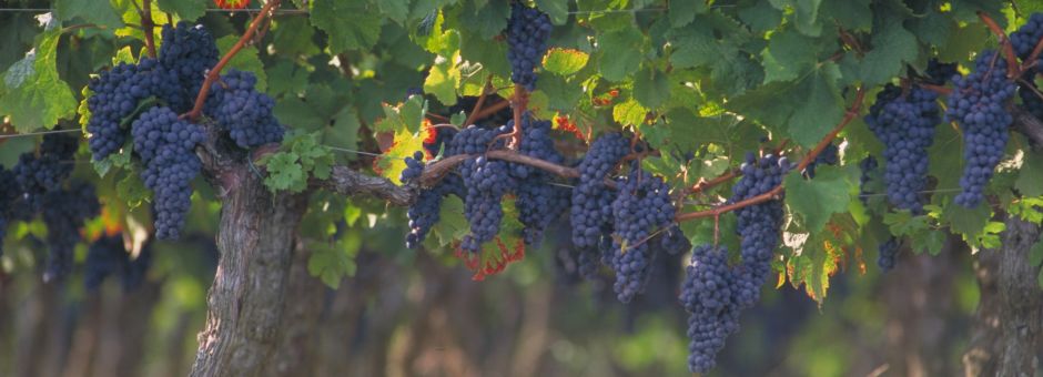 Résultats Contrôle de Maturité 17-08-2020