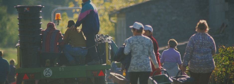 Vendanges : Gestes barrières et dépistage